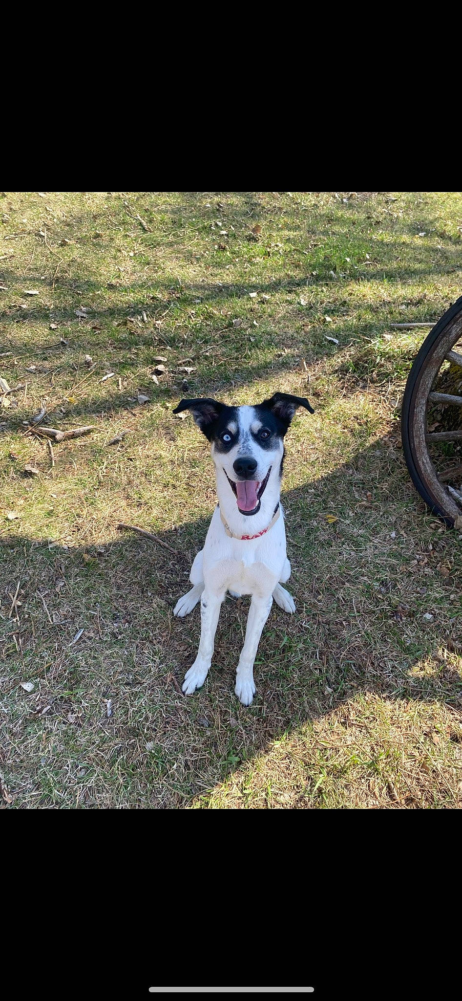 Chong is registered to the contest to win money with this photo: automotive_tire, bicycle_tire, canidae, carnivore, collar, companion_dog, dog, dog_breed, grass, non_sporting_group, plant, snout, soil, sporting_group, tail, terrier, tire, tire_care, wheel, working_dog