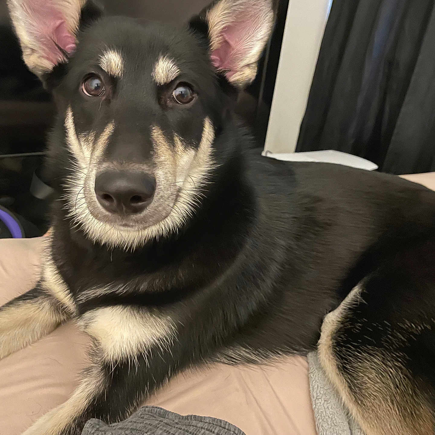 Arya is registered to the contest to win money with this photo: animal, canine, collie, dog, dogbed, furniture, germanshepherd, hound, husky, labradorretriever, pet, policedog, puppy, snout