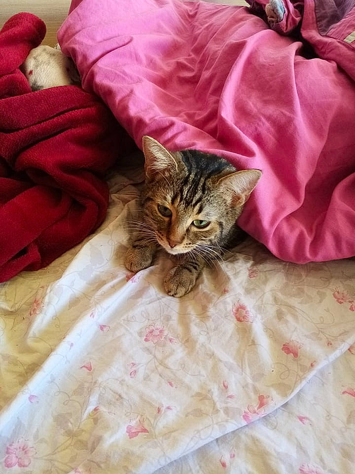 Bibi a rejoint le concours — aidez-le/la à gagner de superbes lots ! bed, bed_sheet, bedding, bedroom, carnivore, cat, comfort, domestic_short_haired_cat, duvet, fawn, felidae, fur, linens, pattern, pink, room, sleeve, small_to_medium_sized_cats, textile, whiskers