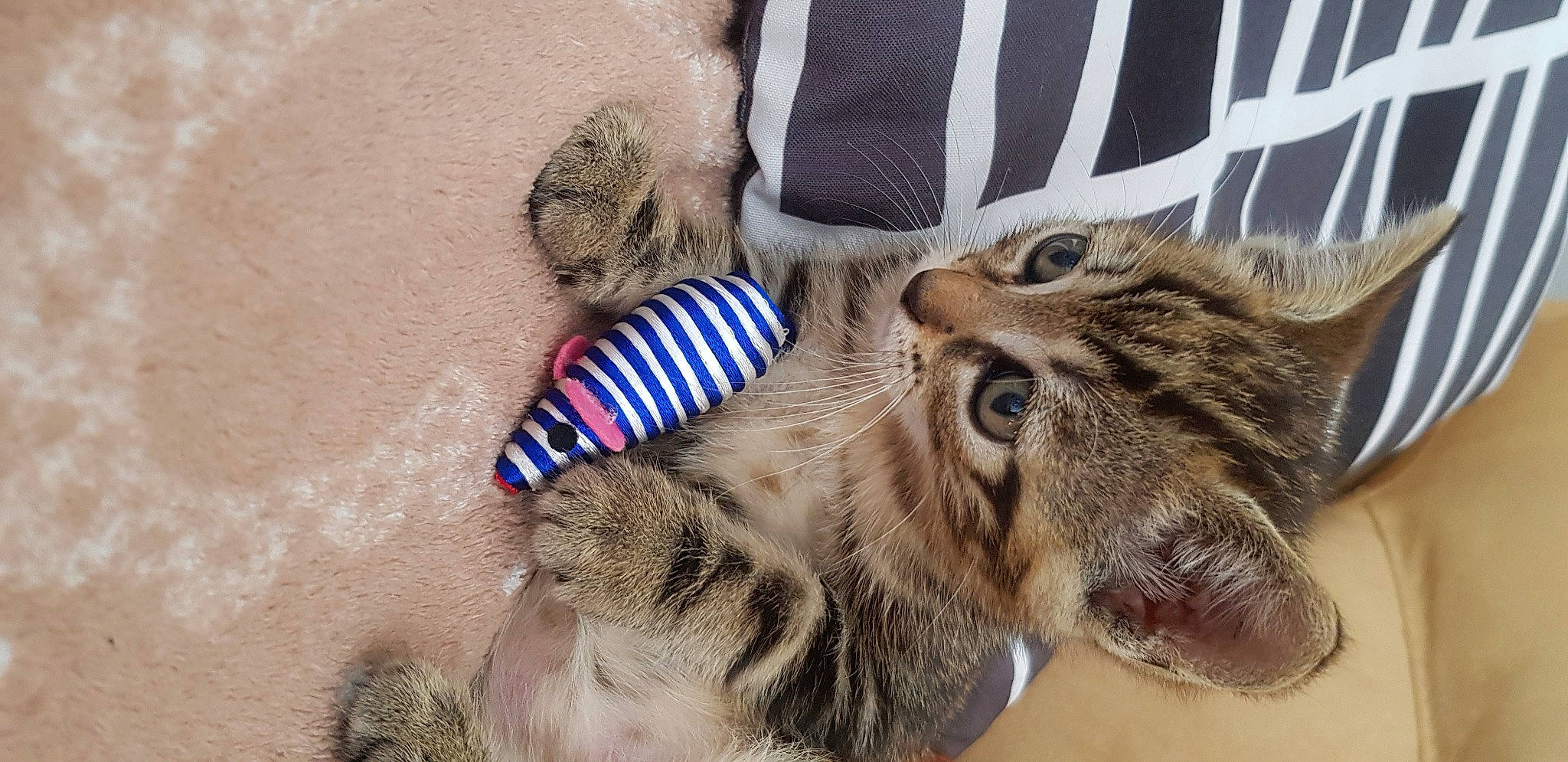 Pearly participe au concours pour gagner de l'argent avec cette photo : american_curl, american_shorthair, carnivore, cat, claw, dragon_li, felidae, fur, kitten, mammal, paw, pixie_bob, small_to_medium_sized_cats, tabby_cat, whiskers