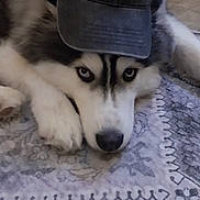Nico is registered to the contest to win money with this photo: animal, bad_hair_day, black_and_white, blue_eyes, cap, carpet, close_up, cute, dog, domestic_animal, floor, fur, hat, headwear, husky, indoor, lying_down, patterned_rug, pet, resting