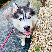 Nico joined the competition — help win amazing prizes! husky, puppy, dog, blue_eyes, leash, outdoor, path, gravel, greenery, fur, pet, cute, animal, happy, tongue_out, looking_up, walk, canine, playful, young
