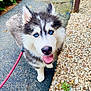 husky, puppy, dog, blue_eyes, leash, outdoor, path, gravel, greenery, fur, pet, cute, animal, happy, tongue_out, looking_up, walk, canine, playful, young