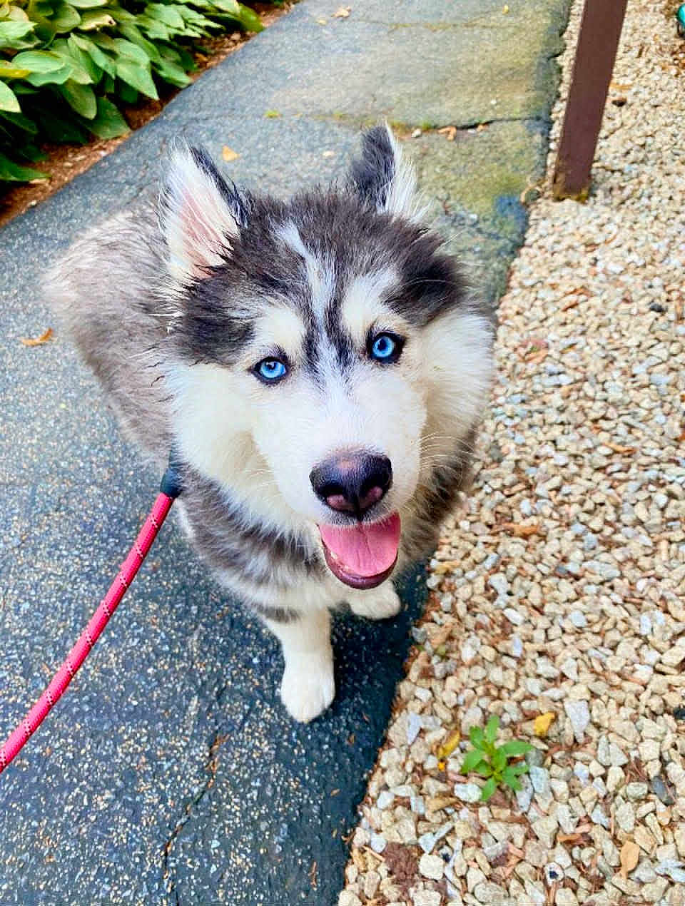 Nico joined the competition — help win amazing prizes! husky, puppy, dog, blue_eyes, leash, outdoor, path, gravel, greenery, fur, pet, cute, animal, happy, tongue_out, looking_up, walk, canine, playful, young