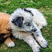 Boule a rejoint le concours — aidez-le/la à gagner de superbes lots ! animal, canine, companions, cute, daylight, dog, fluffy, fur, grass, greenery, nature, outdoor, pet, playful, puppy, relaxing, side_view, summer, two_dogs, young