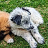 animal, canine, companions, cute, daylight, dog, fluffy, fur, grass, greenery, nature, outdoor, pet, playful, puppy, relaxing, side_view, summer, two_dogs, young