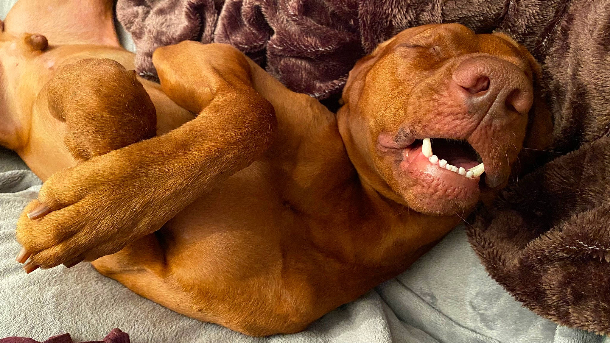 Ziggy is registered to the contest to win money with this photo: ancient_dog_breeds, canidae, carnivore, comfort, companion_dog, dog, dog_breed, fawn, fur, guard_dog, liver, paw, puppy, smile, snout, sporting_group, terrestrial_animal, whiskers, working_animal, wrinkle