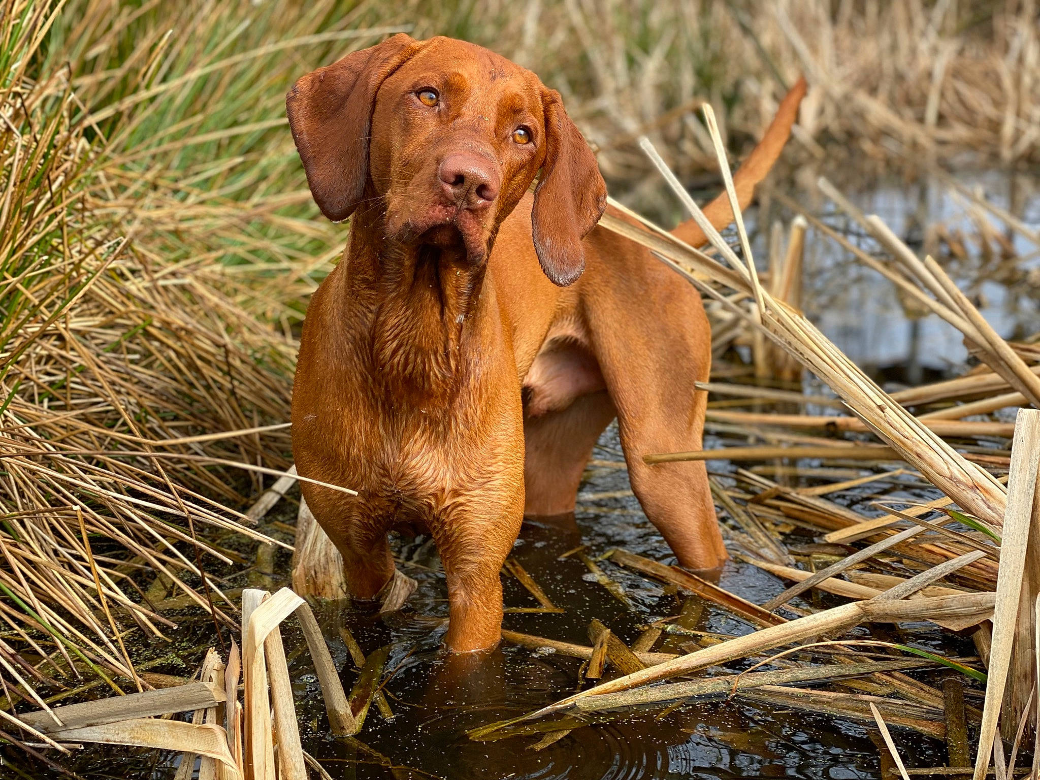 Ziggy joined the competition — help win amazing prizes! canidae, carnivore, companion_dog, dog, dog_breed, fawn, grass, gun_dog, hunting_dog, liver, plant, prairie, soil, sporting_group, tail, terrestrial_animal, water, wildlife, wood, working_animal