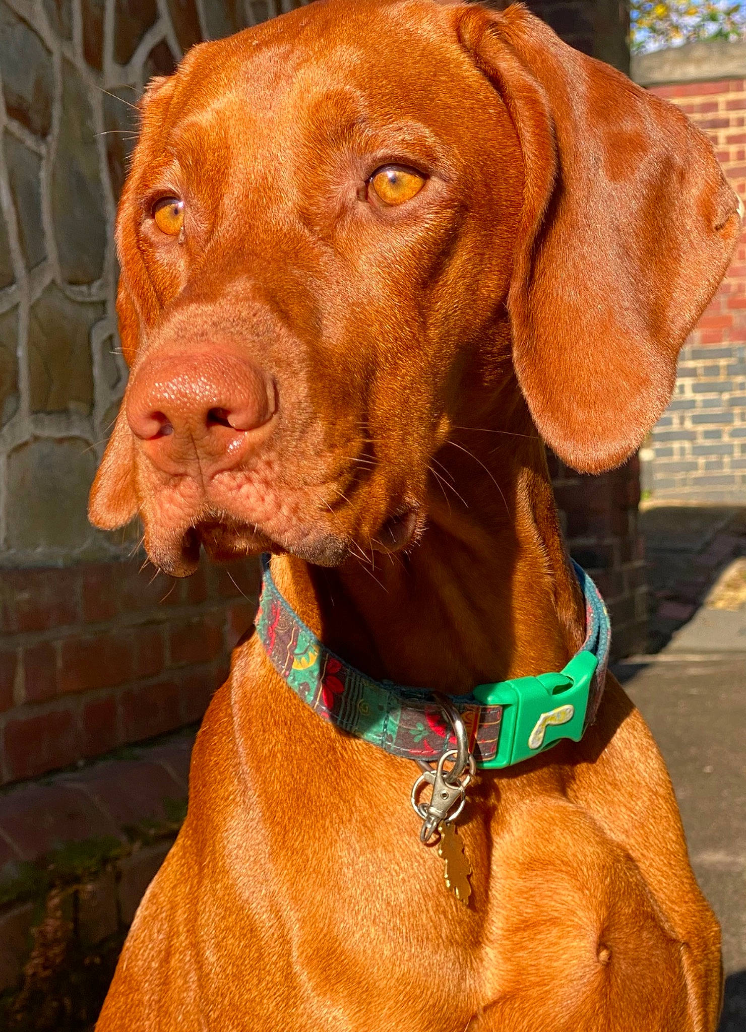 Ziggy is registered to the contest to win money with this photo: canidae, carnivore, collar, companion_dog, dog, dog_breed, dog_collar, dog_supply, fawn, fur, gun_dog, hat, leash, liver, pet_supply, pointing_breed, snout, sporting_group, whiskers, working_animal