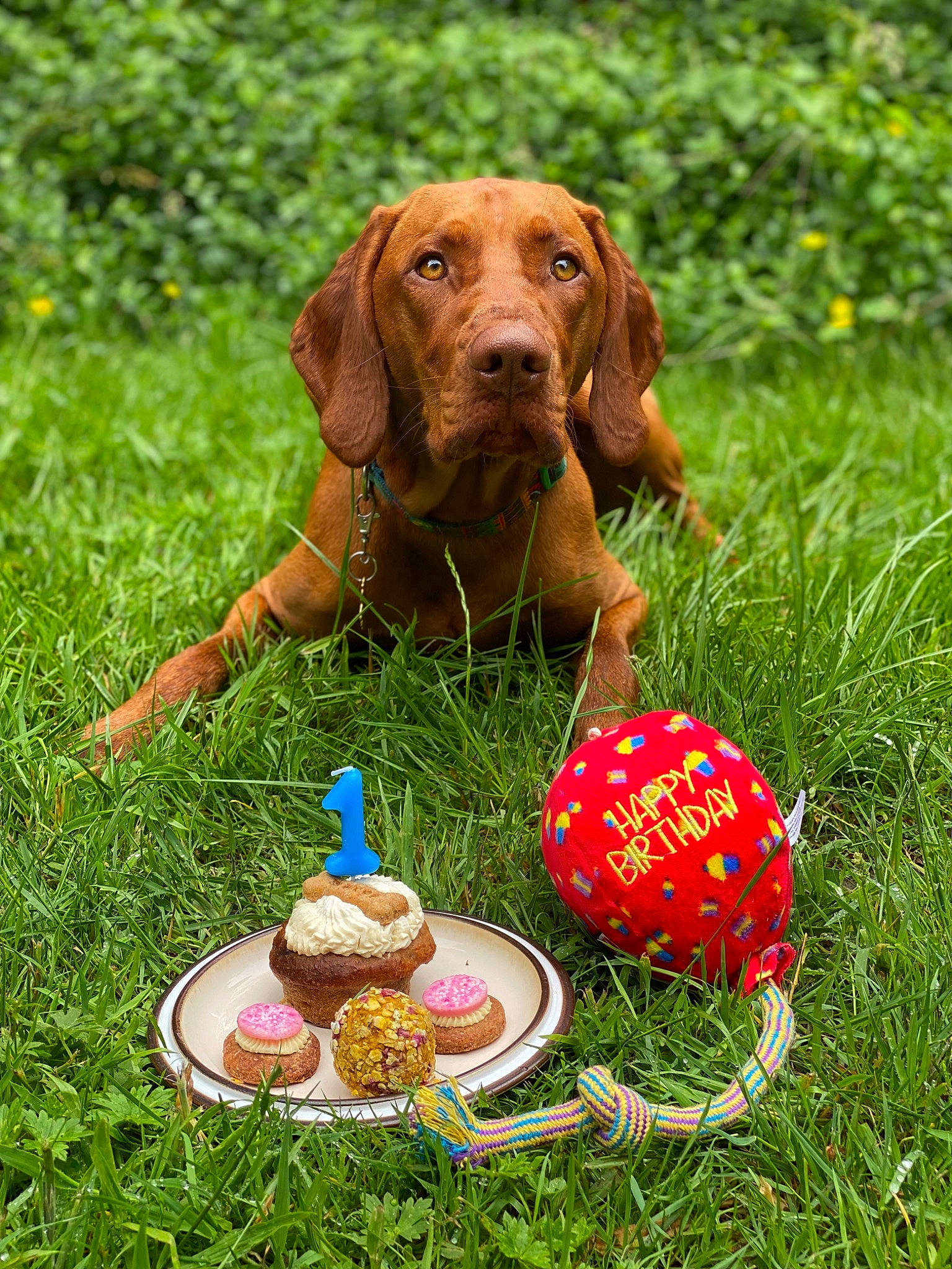 Ziggy is registered to the contest to win money with this photo: ball, basket, canidae, carnivore, companion_dog, dog, dog_breed, event, fawn, grass, grass_family, grassland, lawn, liver, people_in_nature, plant, sporting_group, terrestrial_animal, toy, working_animal