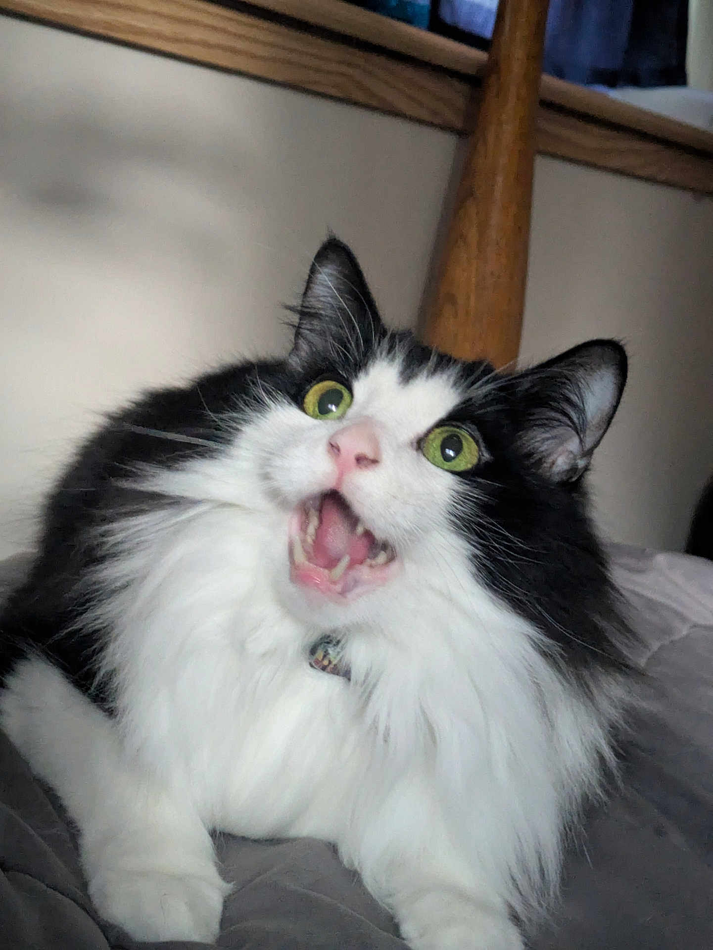 Davi joined the competition — help win amazing prizes! alert, animal, bed, black_and_white, cat, collar, cute, domestic_cat, expression, feline, fluffy, fur, green_eyes, indoor, mouth_open, paw, pet, resting, whiskers, wood