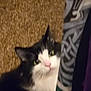 animal, background, black_and_white, blur, carpet, cat, closeup, curious, cute, domestic_cat, fabric, fur, green_eyes, indoor, pattern, peek, pet, pink_nose, soft_light, whiskers