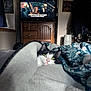 Davi is registered to the contest to win money with this photo: bed, black_and_white_cat, blanket, cat, cozy, curious, curtains, decor, furniture, green_eyes, home, indoor, living_room, person_on_tv, pet, relaxation, soft_texture, subtitles, television, wooden_cabinet