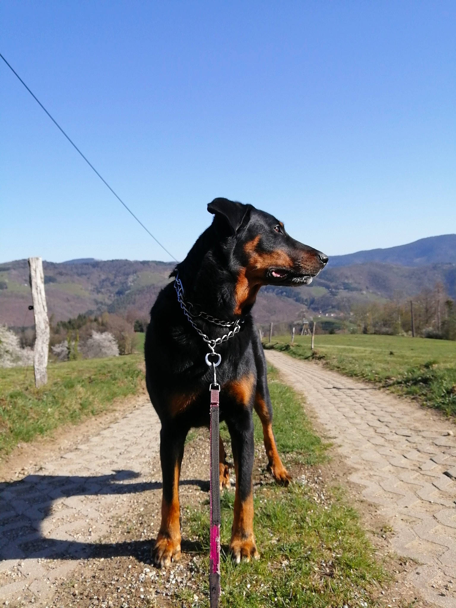 Frisby a rejoint le concours — aidez-le/la à gagner de superbes lots ! canidae, carnivore, collar, companion_dog, dog, dog_breed, dog_collar, dog_supply, fawn, landscape, mountain, pet_supply, plant, rottweiler, sky, snout, sporting_group, tree, working_animal, working_dog