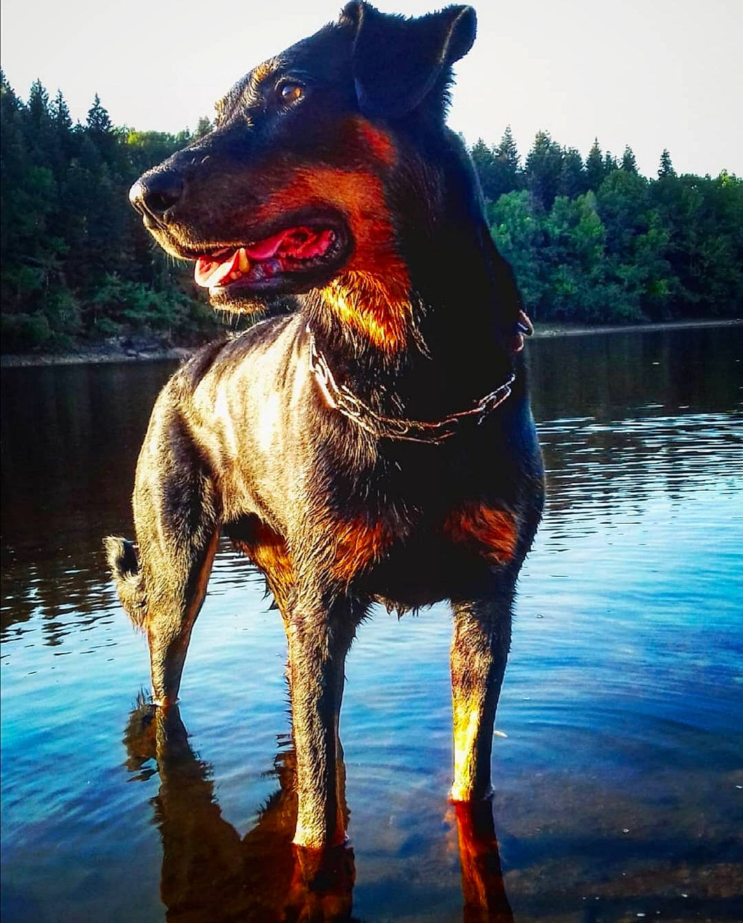 Frisby a rejoint le concours — aidez-le/la à gagner de superbes lots ! body_of_water, carnivore, collar, companion_dog, dog, dog_breed, dog_collar, happy, lake, light, liquid, liver, morning, nature, reflection, sky, snout, tree, water, working_animal