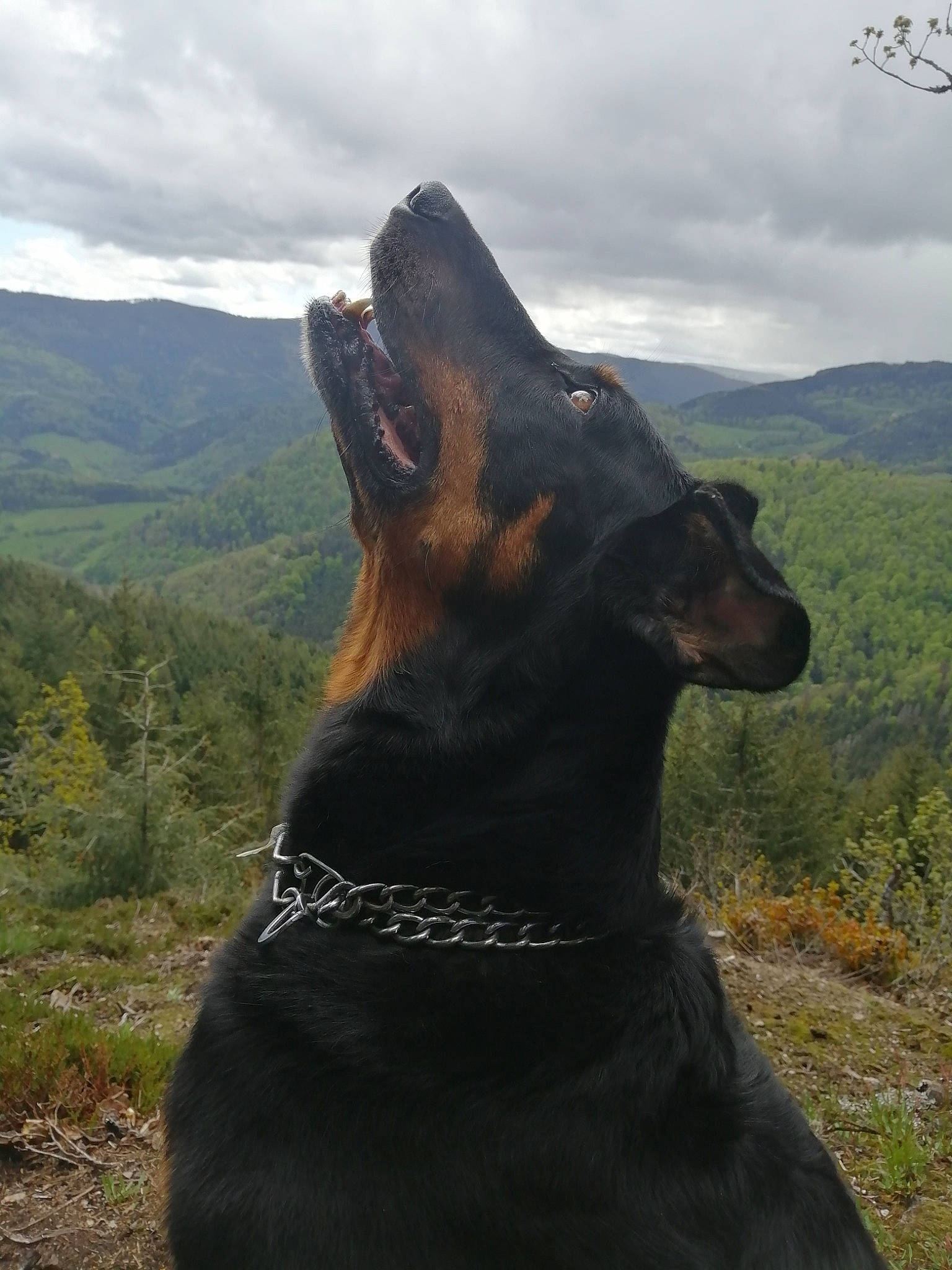 Frisby participe au concours pour gagner de l'argent avec cette photo : canidae, carnivore, cloud, collar, dobermann, dog, dog_breed, dog_collar, fawn, grass, grassland, liver, mountain, plant, sky, snout, sporting_group, terrestrial_animal, wilderness, working_animal