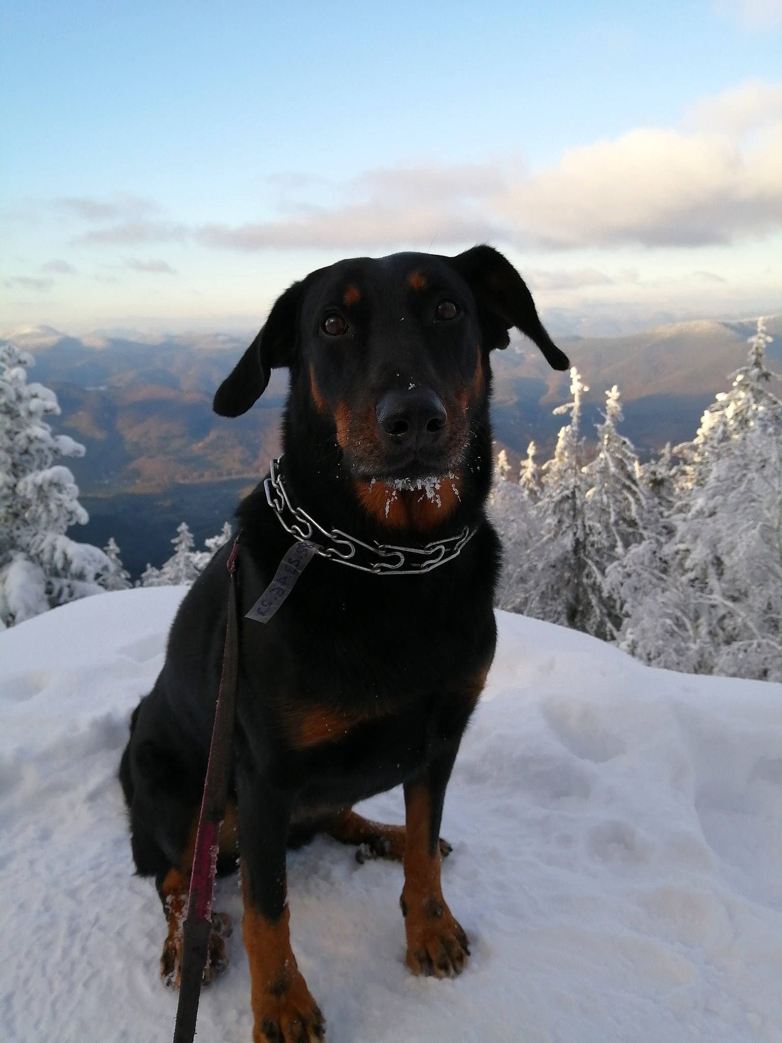 Frisby participe au concours pour gagner de l'argent avec cette photo : carnivore, cloud, collar, companion_dog, dog, dog_breed, dog_collar, freezing, hat, landscape, liver, pet_supply, sky, slope, snow, tree, whiskers, winter, working_animal, working_dog