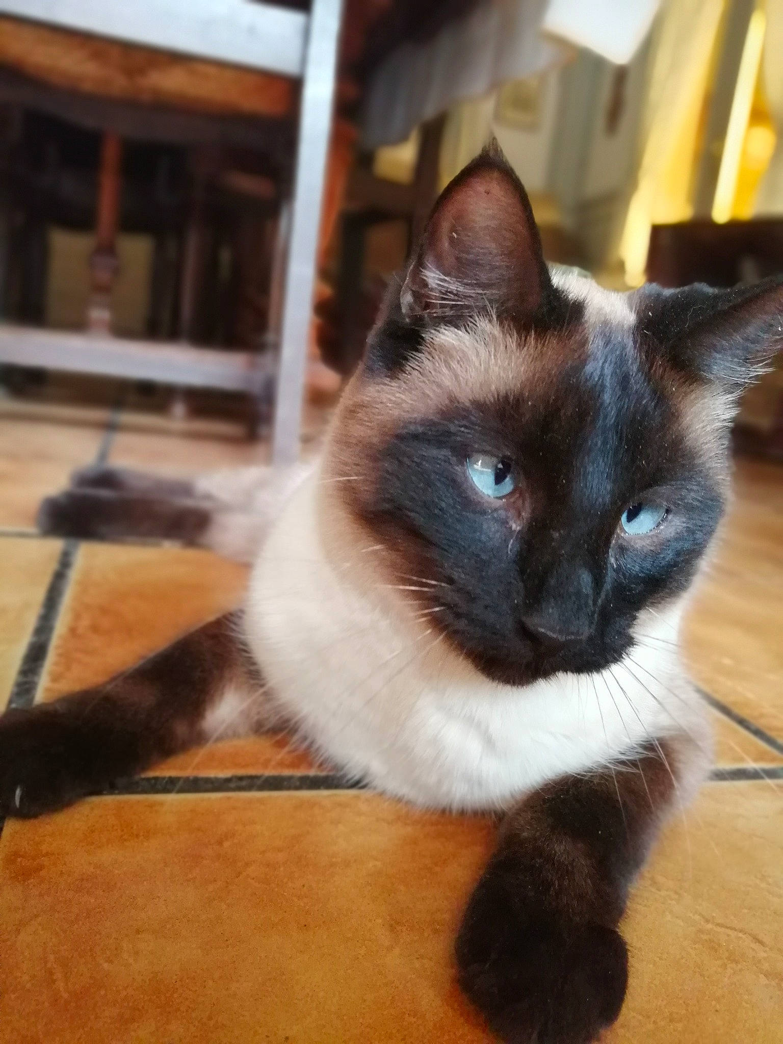 Ramsès participe au concours pour gagner de l'argent avec cette photo : carnivore, cat, domestic_short_haired_cat, felidae, flooring, foot, fur, hardwood, siamese, small_to_medium_sized_cats, snout, tail, terrestrial_animal, thai, varnish, whiskers, window, wood