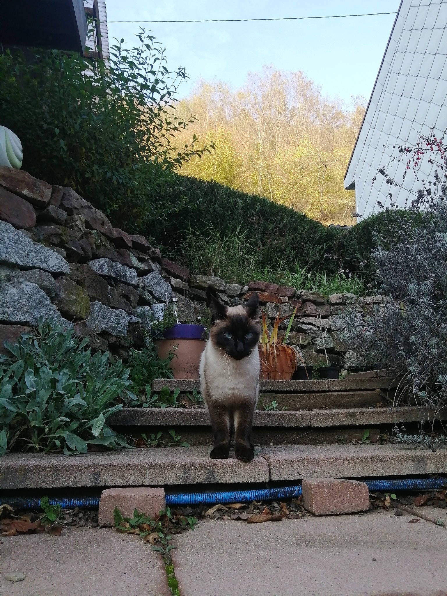 Ramsès participe au concours pour gagner de l'argent avec cette photo : building, carnivore, cat, cobblestone, fawn, felidae, grass, house, landscape, leisure, morning, plant, road, road_surface, shrub, sky, small_to_medium_sized_cats, tail, tree, whiskers