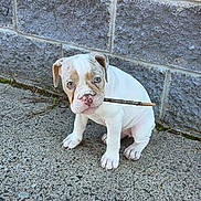 Sable is registered to the contest to win money with this photo: alone, animal, concrete, cute, dog, ears, eyes, fur, mouth, nose, outdoor, paws, pet, portrait, puppy, sitting, small, stick, stone_wall, young