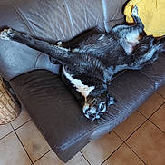 Oris a rejoint le concours — aidez-le/la à gagner de superbes lots ! animal, black_and_white, canine, comfortable, couch, dog, domestic, fur, home, indoor, lazy, leather, living_room, paw, pet, relaxed, resting, sprawled, tile_floor, yellow_cushion