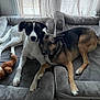 dog, dogs, pet, pets, bed, dog_bed, plush_toy, indoor, cozy, snuggling, white_dog, black_and_white, brown_dog, shepherd_mix, window, curtains, floor, animal, resting, companion
