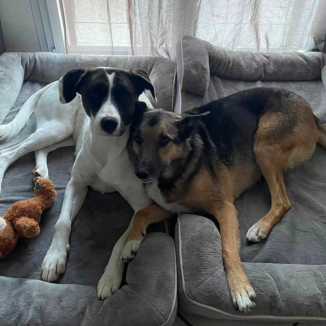 Cally Loki a rejoint le concours — aidez-le/la à gagner de superbes lots ! animal, bed, black_and_white, brown_dog, companion, cozy, curtains, dog, dog_bed, dogs, floor, indoor, pet, pets, plush_toy, resting, shepherd_mix, snuggling, white_dog, window