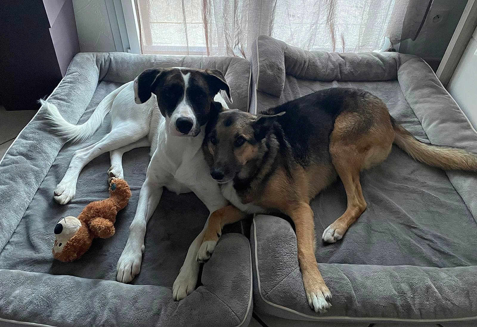 Cally Loki a rejoint le concours — aidez-le/la à gagner de superbes lots ! dog, dogs, pet, pets, bed, dog_bed, plush_toy, indoor, cozy, snuggling, white_dog, black_and_white, brown_dog, shepherd_mix, window, curtains, floor, animal, resting, companion
