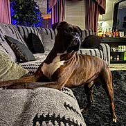 Capone is registered to the contest to win money with this photo: dog, boxer, pet, brindle_coat, couch, sofa, blanket, pillow, living_room, carpet, rug, lamp, shelf, bottles, plant, curtains, window, furniture, portrait, home_interior