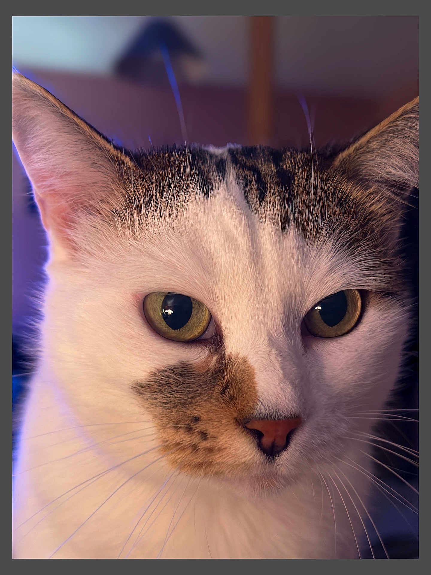 Choupie Mehlen a rejoint le concours — aidez-le/la à gagner de superbes lots ! cat, close_up, portrait, animal, feline, whiskers, green_eyes, fur, pet, cute, domestic_cat, face, muzzle, ears, nose, indoor, curious, calm, soft_lighting, detailed