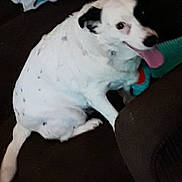 Domi is registered to the contest to win money with this photo: dog, white_dog, black_spots, tongue_out, pet, indoor, happy, sitting, fur, animal, canine, looking_at_camera, candid, blurry, floor, fabric, toy, playful, domestic_animal, friendly