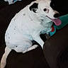 animal, black_spots, blurry, candid, canine, dog, domestic_animal, fabric, floor, friendly, fur, happy, indoor, looking_at_camera, pet, playful, sitting, tongue_out, toy, white_dog