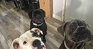 Gauge joined the competition — help win amazing prizes! dog, indoor, floor, wooden_floor, pet, animal, three_dogs, black_dog, white_dog, brown_dog, collar, looking_up, curious, cute, domestic_animal, flooring, ears, nose, eyes, waiting