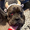 Gauge joined the competition — help win amazing prizes! dog, pet, headband, costume, wrinkled_face, hand, red_sleeve, bedroom, blanket, floor, indoor, canine, animal, closeup, expression, black_dog, fur, cute, domestic, companion