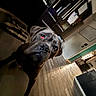 Gauge is registered to the contest to win money with this photo: dog, indoor, wooden_floor, kitchen, cabinet, large_dog, pet, flooring, household, close_up, domestic_animal, canine, animal, portrait, tilted, room, furniture, black_dog, eye, head