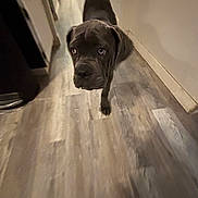 Gauge joined the competition — help win amazing prizes! dog, puppy, hallway, flooring, wood_floor, curious, indoor, pet, canine, brown_dog, long_ears, looking_up, young_dog, home_interior, animal, walking, close_up, companion, cute, friendly