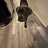 dog, puppy, hallway, flooring, wood_floor, curious, indoor, pet, canine, brown_dog, long_ears, looking_up, young_dog, home_interior, animal, walking, close_up, companion, cute, friendly
