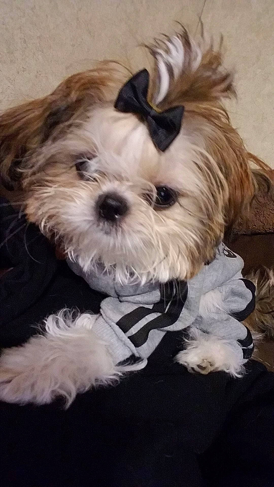 Akira is registered to the contest to win money with this photo: canidae, carnivore, companion_dog, dog, dog_breed, dog_supply, fur, maltepoo, mammal, non_sporting_group, organism, pet_supply, puppy, small_terrier, snout, terrier, toy_dog, vertebrate, west_highland_white_terrier, working_animal