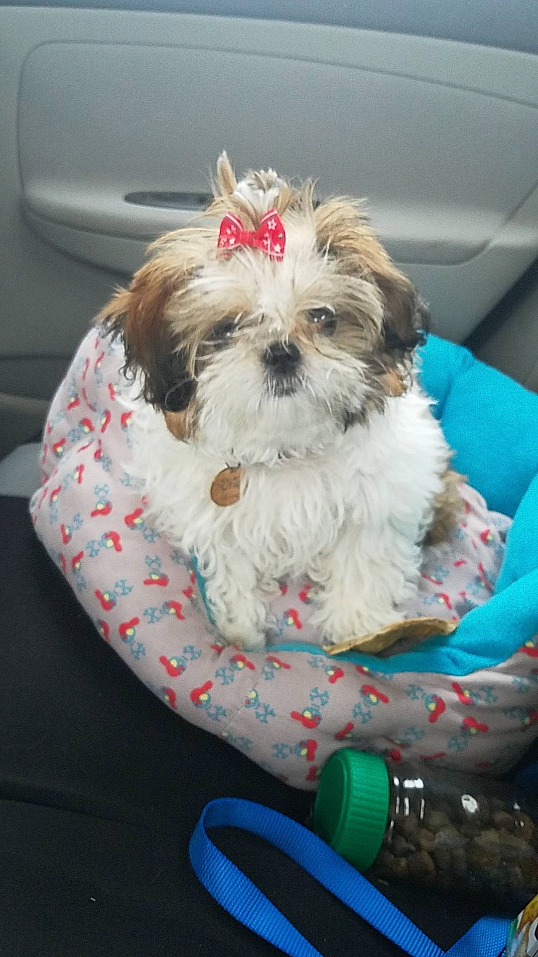 Akira is registered to the contest to win money with this photo: biewer_terrier, canidae, car_seat, carnivore, companion_dog, dog, dog_breed, dog_clothes, dog_supply, non_sporting_group, pet_supply, puppy, small_terrier, snout, sporting_group, terrier, toy_dog, vehicle_door, vertebrate, working_animal