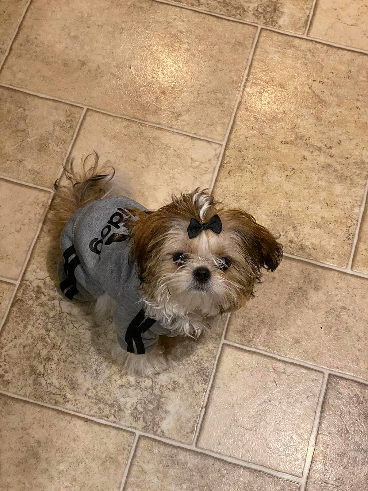 Akira is registered to the contest to win money with this photo: biewer_terrier, canidae, carnivore, companion_dog, dog, dog_breed, dog_supply, floor, flooring, mammal, pet_supply, puppy, small_terrier, snout, terrier, tile, tile_flooring, toy_dog, working_animal, yorkipoo