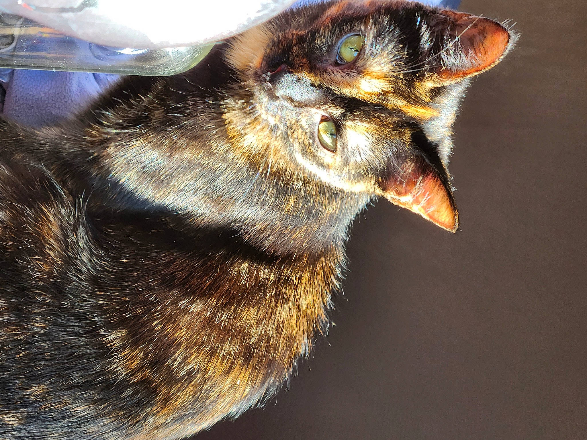 Suki participe au concours pour gagner de l'argent avec cette photo : beak, carnivore, cat, domestic_short_haired_cat, eye, felidae, fur, head, human_body, macro_photography, megachilidae, membrane_winged_insect, pollinator, small_to_medium_sized_cats, snout, terrestrial_animal, whiskers, wildlife