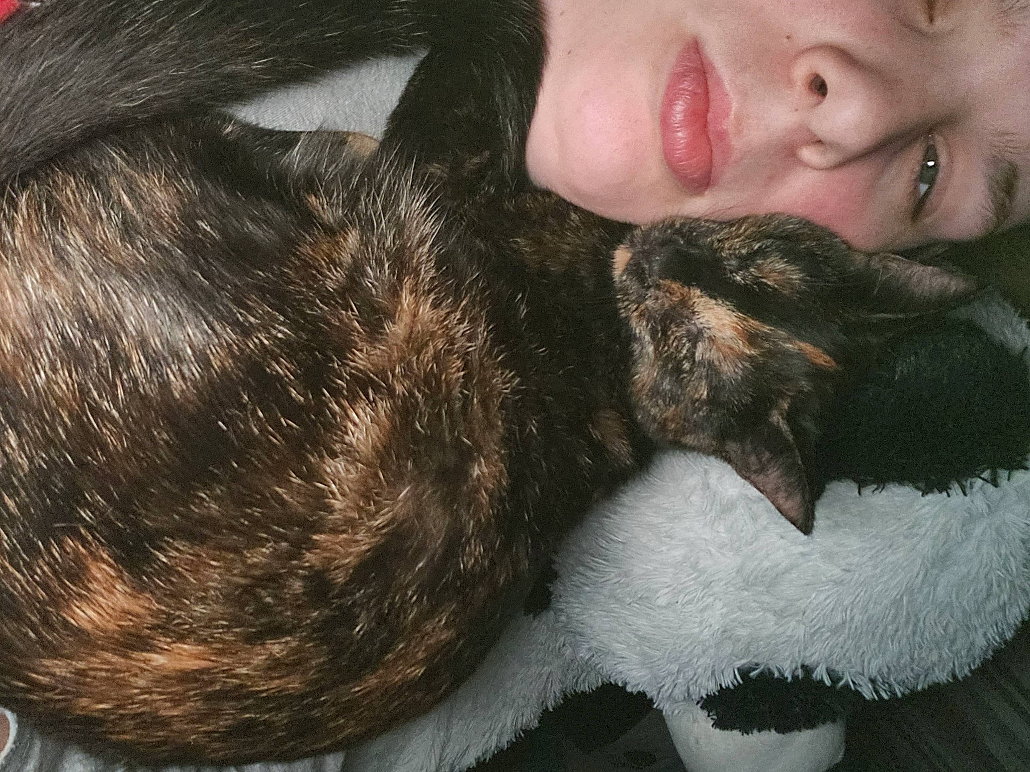 Suki a rejoint le concours — aidez-le/la à gagner de superbes lots ! beard, carnivore, cat, close_up, comfort, companion_dog, dog_breed, ear, eye, eyelash, gesture, happy, liver, mammal, nose, skin, small_to_medium_sized_cats, snout, sporting_group, whiskers