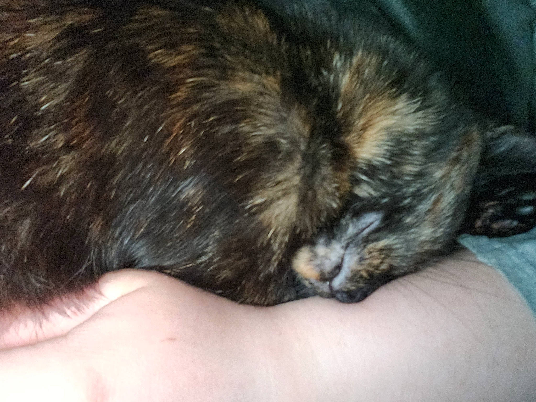 Suki a rejoint le concours — aidez-le/la à gagner de superbes lots ! canidae, carnivore, claw, comfort, companion_dog, dog, dog_breed, felidae, foot, fur, nail, nap, paw, sleep, small_to_medium_sized_cats, snout, sporting_group, terrestrial_animal, whiskers, working_animal