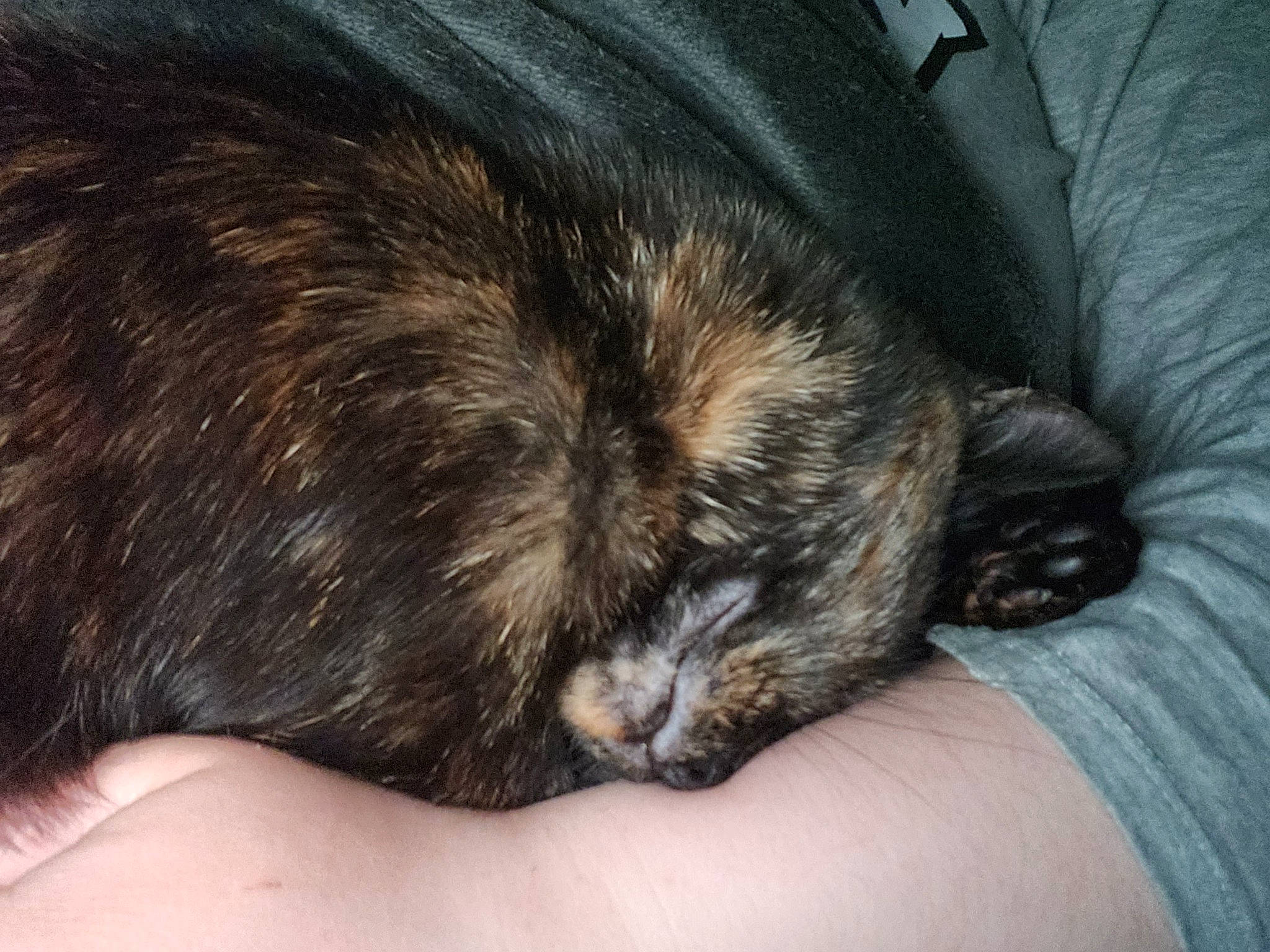 Suki a rejoint le concours — aidez-le/la à gagner de superbes lots ! canidae, carnivore, claw, comfort, companion_dog, dog, dog_breed, foot, fur, liver, nail, nap, paw, puppy, small_terrier, snout, sporting_group, terrestrial_animal, toy_dog, whiskers