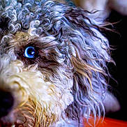 Luna is registered to the contest to win money with this photo: dog, close_up, curly_fur, blue_eye, pet, animal, portrait, fur, whiskers, snout, teeth, canine, muzzle, expression, indoor, blurry_background, colorful, texture, cute, friendly