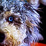 dog, close_up, curly_fur, blue_eye, pet, animal, portrait, fur, whiskers, snout, teeth, canine, muzzle, expression, indoor, blurry_background, colorful, texture, cute, friendly