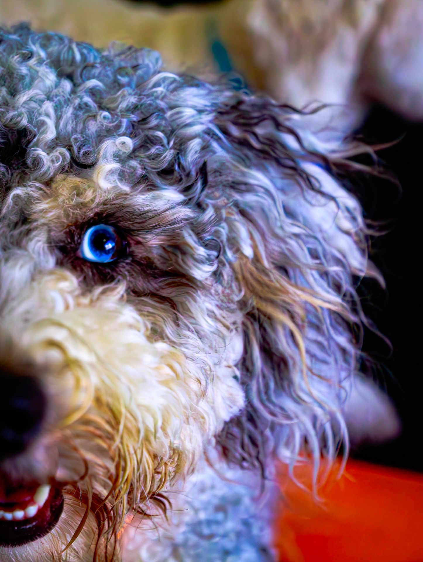 Luna is registered to the contest to win money with this photo: dog, close_up, curly_fur, blue_eye, pet, animal, portrait, fur, whiskers, snout, teeth, canine, muzzle, expression, indoor, blurry_background, colorful, texture, cute, friendly