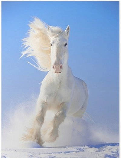 Mila a rejoint le concours — aidez-le/la à gagner de superbes lots ! animal_figure, fictional_character, horse, mane, mustang_horse, painting, sky, snow, stallion