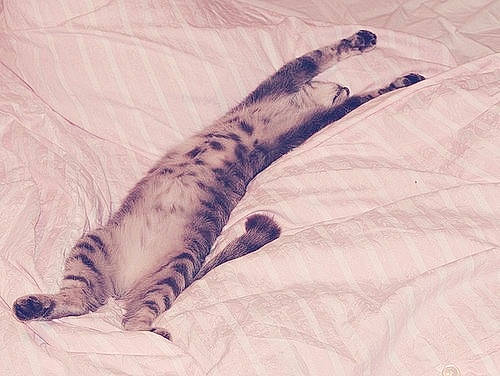 Liam a rejoint le concours — aidez-le/la à gagner de superbes lots ! bengal, carnivore, cat, felidae, kitten, small_to_medium_sized_cats, tail, whiskers