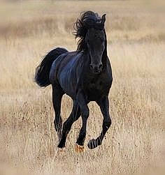 Marcel participe au concours pour gagner de l'argent avec cette photo : colt, foal, grassland, horse, landscape, liver, livestock, mammal, mane, mare, mustang_horse, pasture, pony, shetland_pony, stallion, terrestrial_animal, vertebrate, wildlife